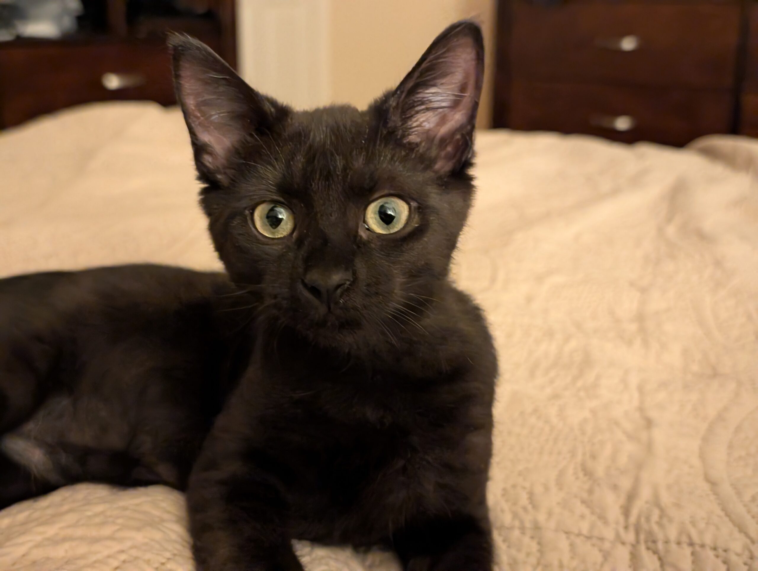 Young black rescue kitten being treated for Feline Infectious Peritonitis FIP