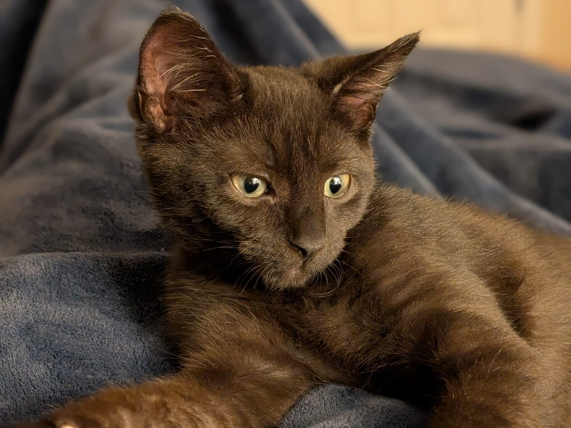 Young black rescue kitten being treated for Feline Infectious Peritonitis FIP