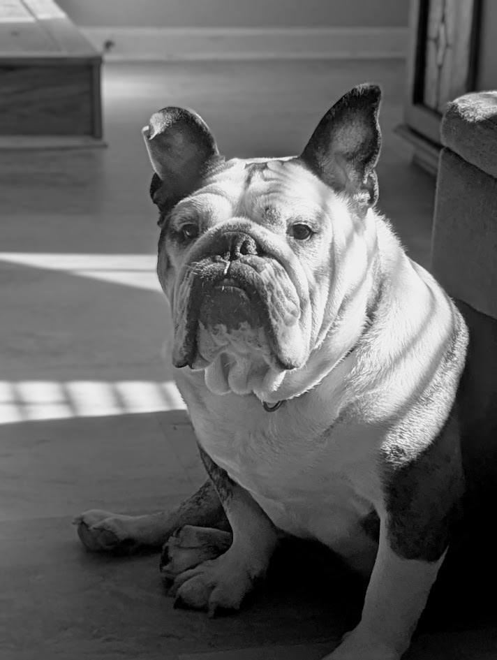 Ray the English bulldog who has pet insurance